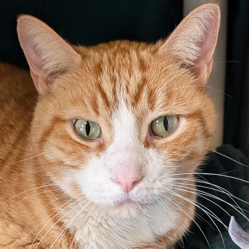 An adult medium-sized male Domestic Short Hair cat named Simon for adoption in Jefferson, WI
