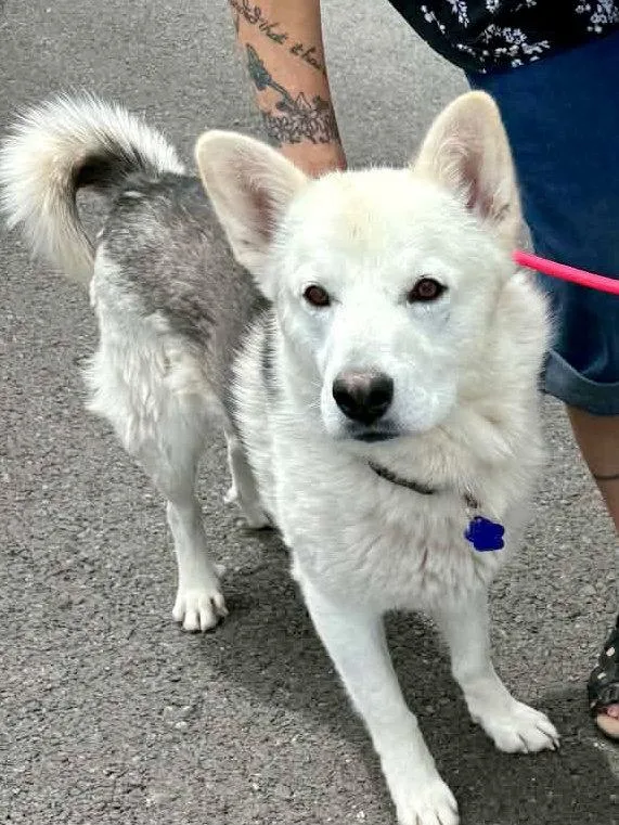 A young medium-sized male Siberian Husky dog named Sailor for adoption in Cedar Crest, NM