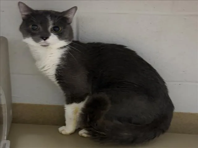 An adult medium-sized male Domestic Short Hair cat named Blue'S Clues for adoption in Derwood, MD