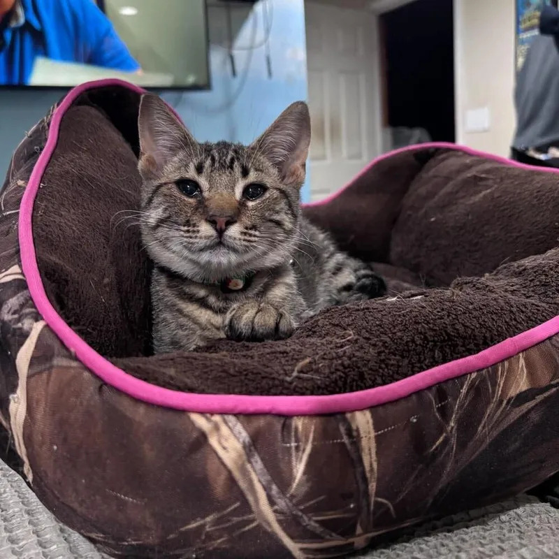 A baby small-sized male Brown / Chocolate Domestic Short Hair cat named Hibachi for adoption in Milton, DE