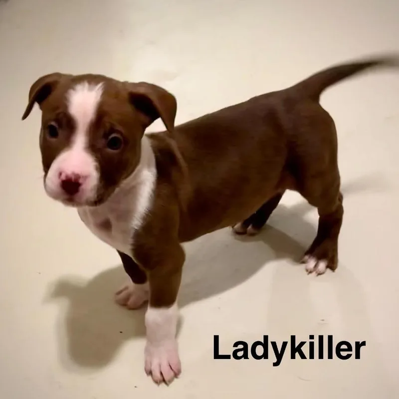 A baby medium-sized male Brown / Chocolate Pit Bull Terrier dog named Lady Killer for adoption in Olathe, KS