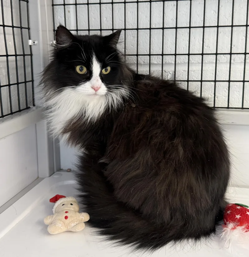 Local Cat: Holly  thumbnail 2