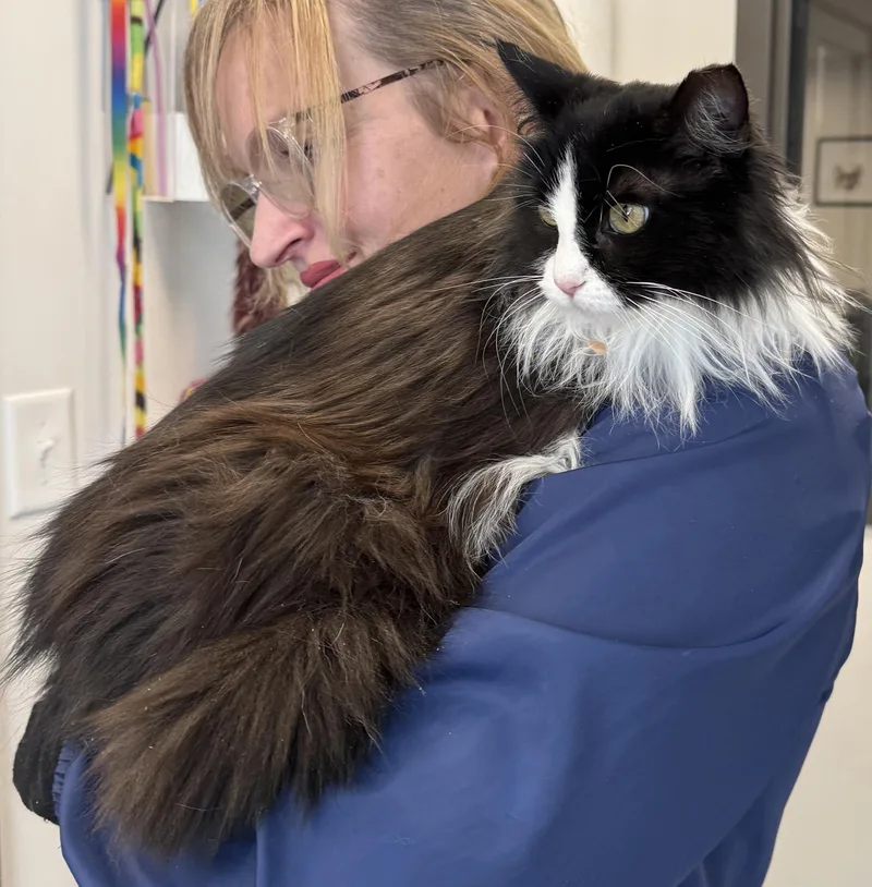 Local Cat: Holly  thumbnail 3