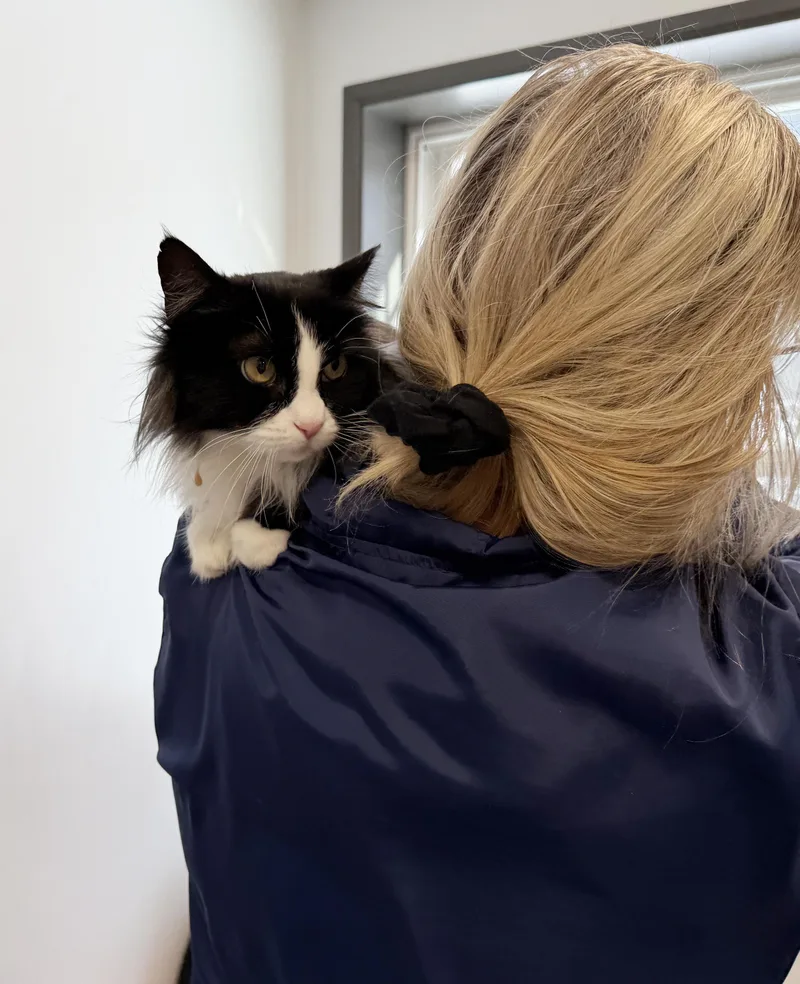 Local Cat: Holly  thumbnail 4