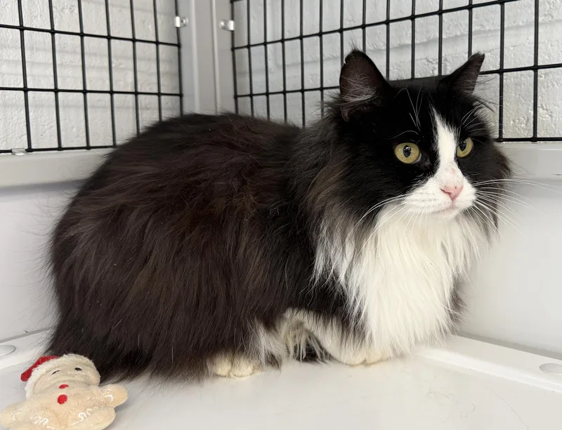 Local Cat: Holly  thumbnail 6