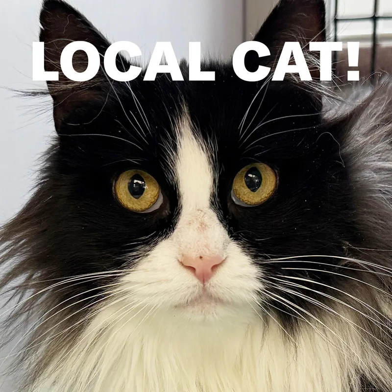 An adult large-sized female Black & White / Tuxedo Domestic Long Hair cat named Local Cat: Holly  for adoption in Clayville, RI