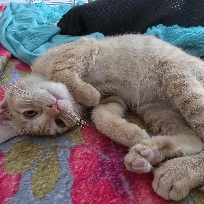 A baby medium-sized female Tabby (Orange / Red) Tabby cat named Tempura for adoption in Midvale, UT