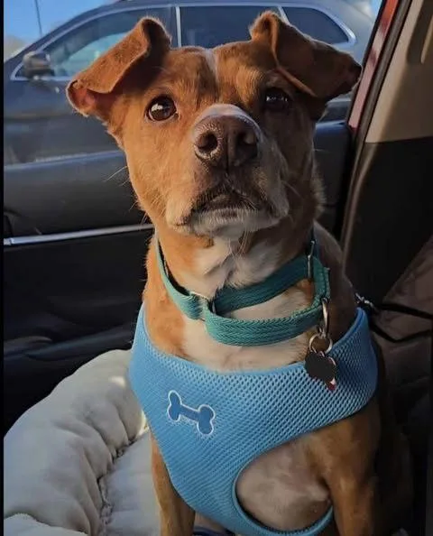 Louiebolster thumbnail 2