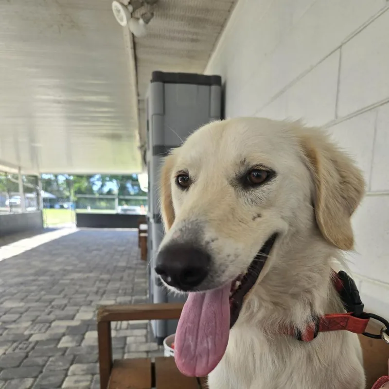 An adult medium-sized female Yellow / Tan / Blond / Fawn Yellow Labrador Retriever dog named Ariel for adoption in Ocala, FL