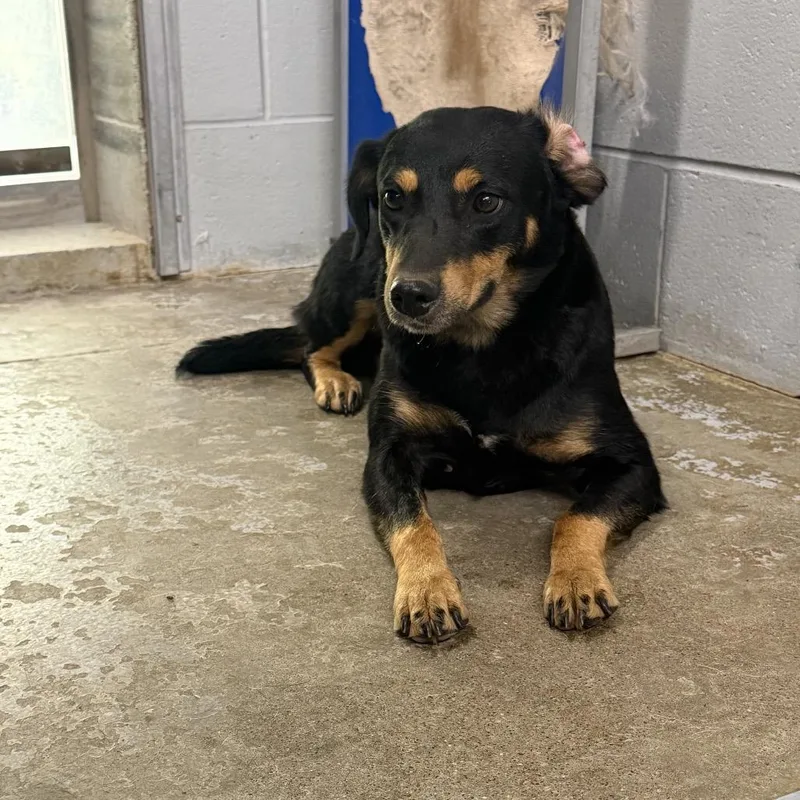 A young small-sized male Black Australian Kelpie dog named Rocky for adoption in Brookfield, MO