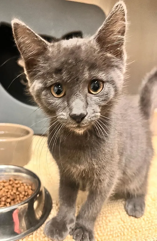 A baby small-sized male Domestic Short Hair cat named Muddle for adoption in Utica, MI
