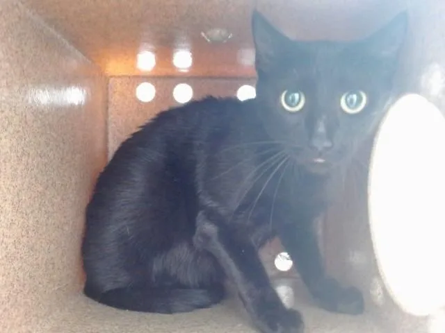 An adult small-sized female Domestic Short Hair cat named Dorthy for adoption in Orlando, FL