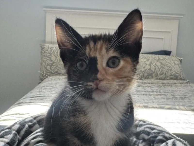 A baby small-sized female Domestic Short Hair cat named Rolo for adoption in Burbank, CA