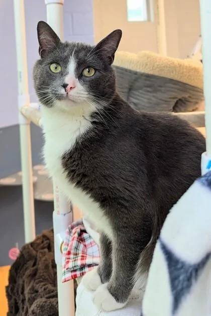 An adult small-sized male Domestic Short Hair cat named Frankie for adoption in Madison, NJ