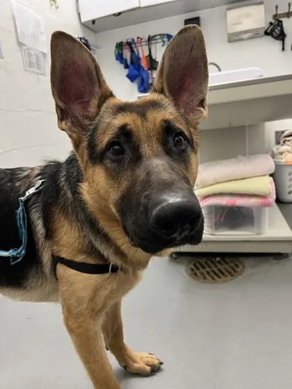 An adult large-sized male German Shepherd Dog dog named Arlo for adoption in Seattle, WA