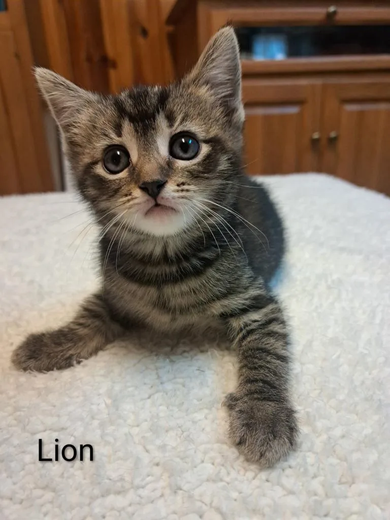 A baby medium-sized female Domestic Short Hair cat named Lion for adoption in Parkville, MD