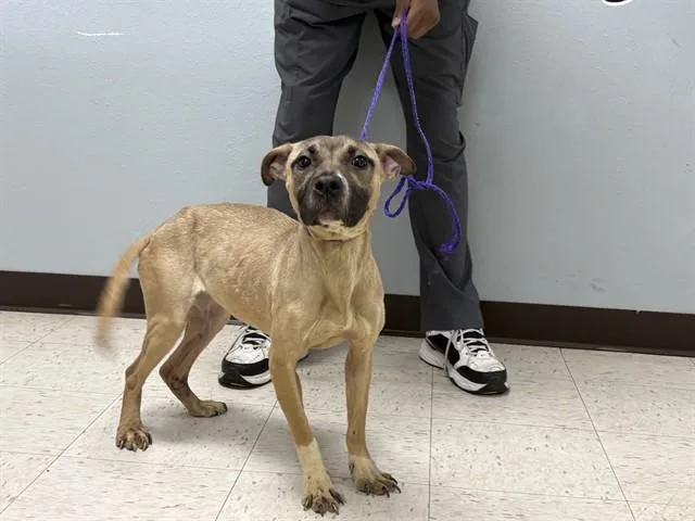 A young medium-sized female Pit Bull Terrier dog named Vanilla Latte for adoption in Killeen, TX