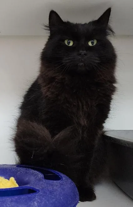 An adult medium-sized female Black Domestic Long Hair cat named Ruby for adoption in Neillsville, WI