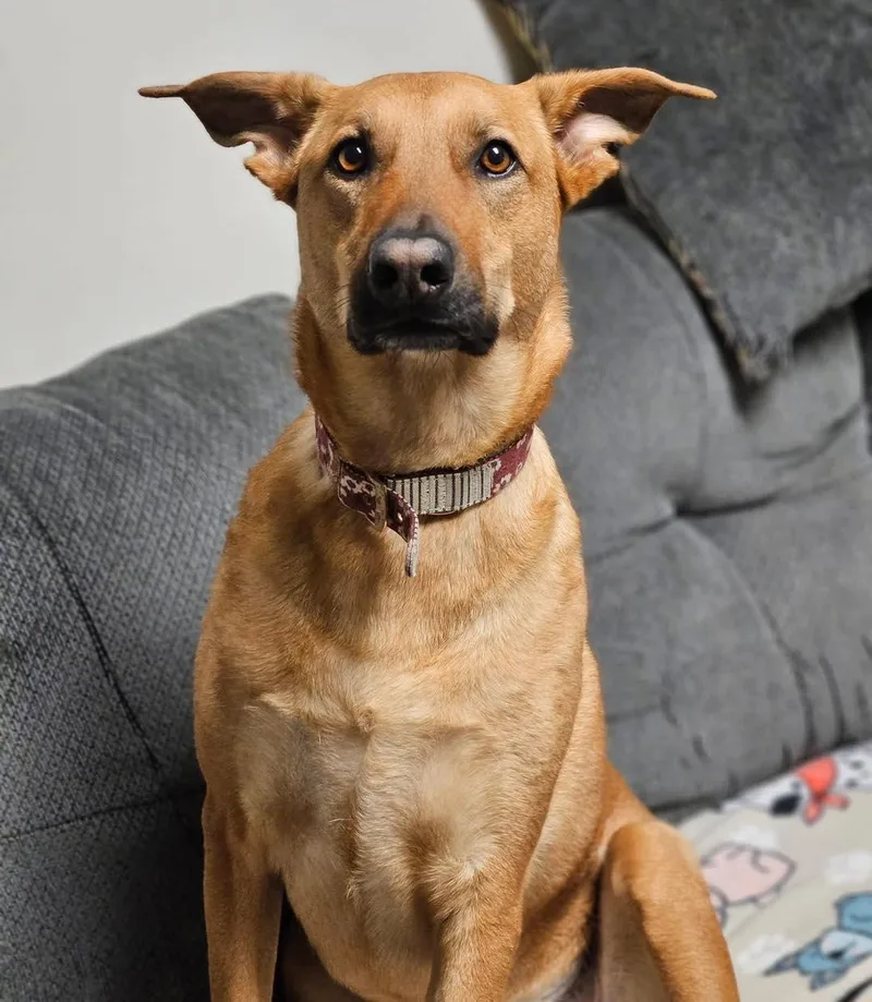 An adult large-sized female Golden German Shepherd Dog dog named Nala for adoption in Broken Arrow, OK