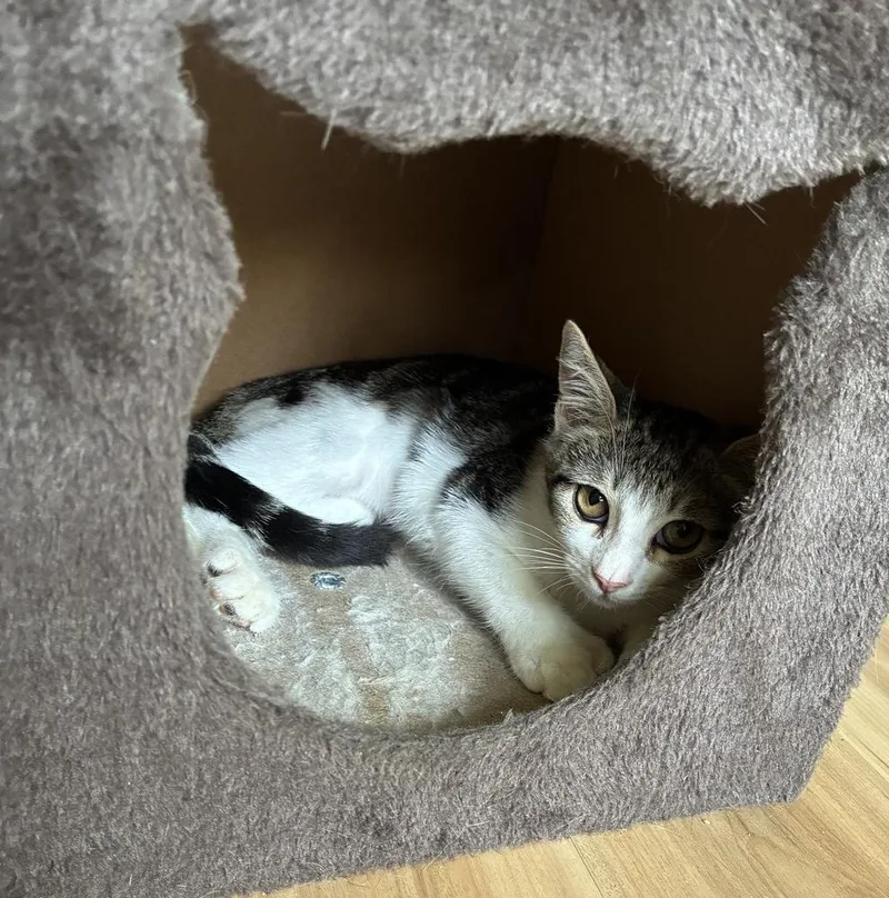 A baby small-sized female Domestic Short Hair cat named Latte for adoption in Hudson, NH