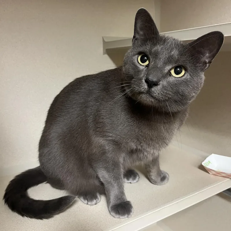 An adult large-sized male Gray / Blue / Silver Domestic Short Hair cat named Rocky for adoption in Providence, RI