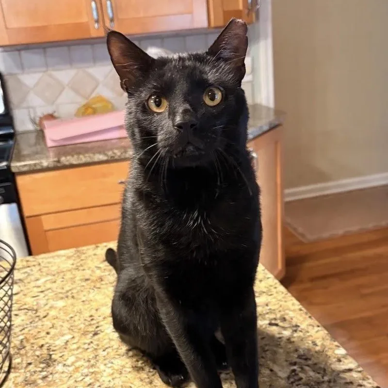 An adult medium-sized male Black Domestic Short Hair cat named Oscar for adoption in Bridgeport, CT