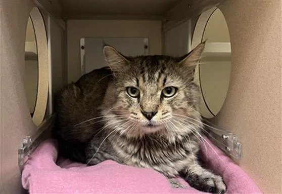 An adult small-sized male Domestic Medium Hair cat named Meechie for adoption in Denver, CO
