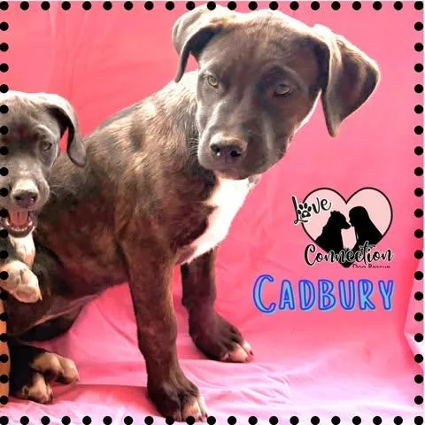 A baby medium-sized male Brown / Chocolate Labrador Retriever dog named Cadbury for adoption in Gilbert, AZ