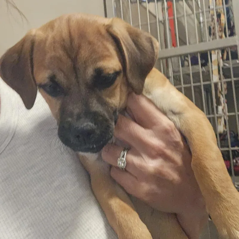 A baby small-sized male Yellow / Tan / Blond / Fawn Mixed Breed dog named Sugar for adoption in Sonoma, CA
