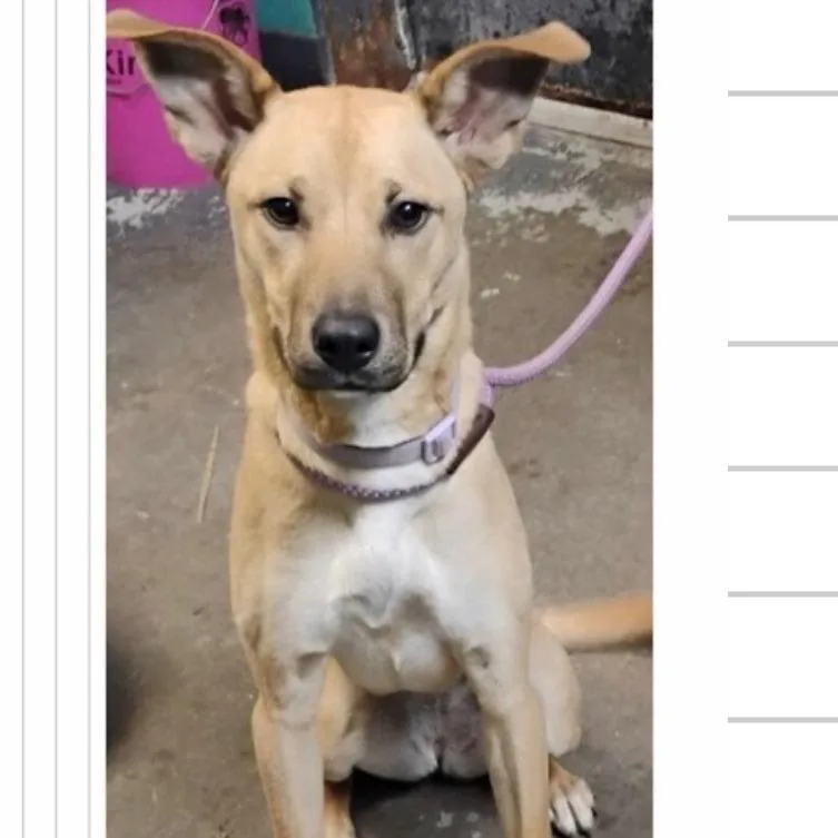 A young medium-sized female Yellow / Tan / Blond / Fawn Shepherd dog named Tessa for adoption in Novelty, OH