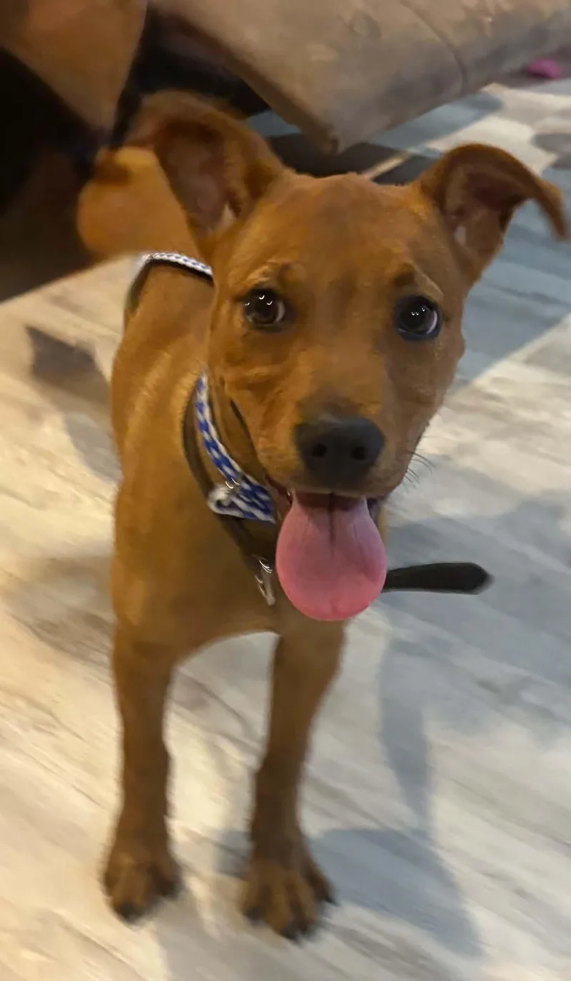 A baby small-sized female Red / Chestnut / Orange Mixed Breed dog named Penny for adoption in Jesup, GA