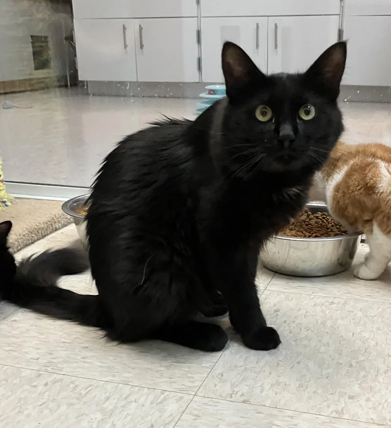 An adult medium-sized male Black Domestic Medium Hair cat named Sacha for adoption in Dublin, OH