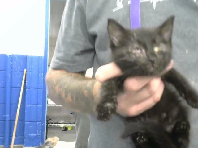 A baby small-sized male Domestic Short Hair cat named Nissan for adoption in Albuquerque, NM