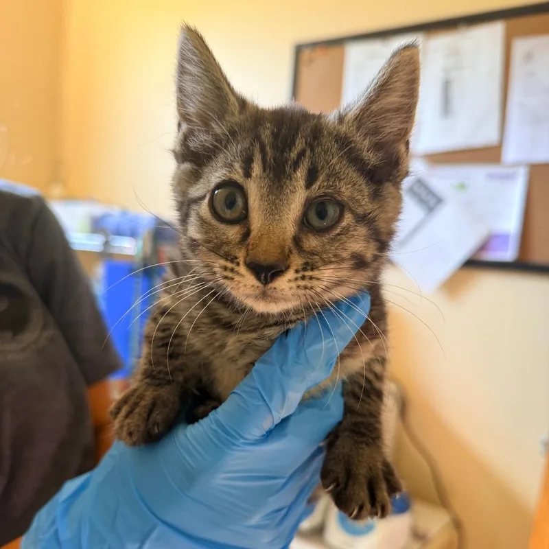 A baby small-sized female Gray / Blue / Silver Domestic Short Hair cat named Rue for adoption in Corinth, MS