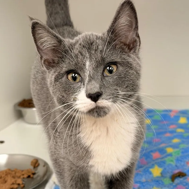 A baby small-sized male Gray / Blue / Silver Domestic Short Hair cat named Tom for adoption in Champaign, IL