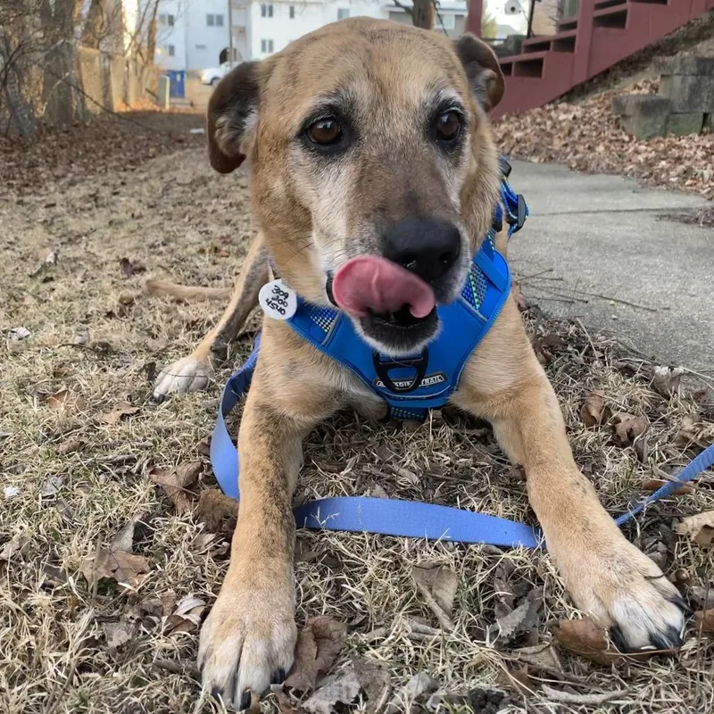 An adult large-sized female Yellow / Tan / Blond / Fawn Labrador Retriever dog named Bailey for adoption in Normal, IL