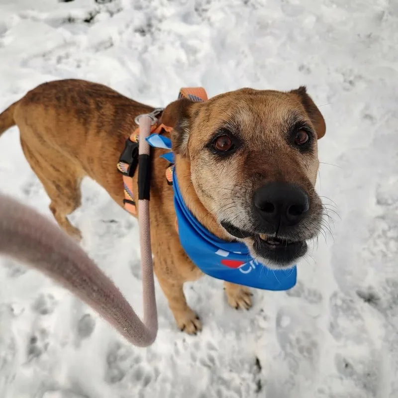 Bailey thumbnail 6