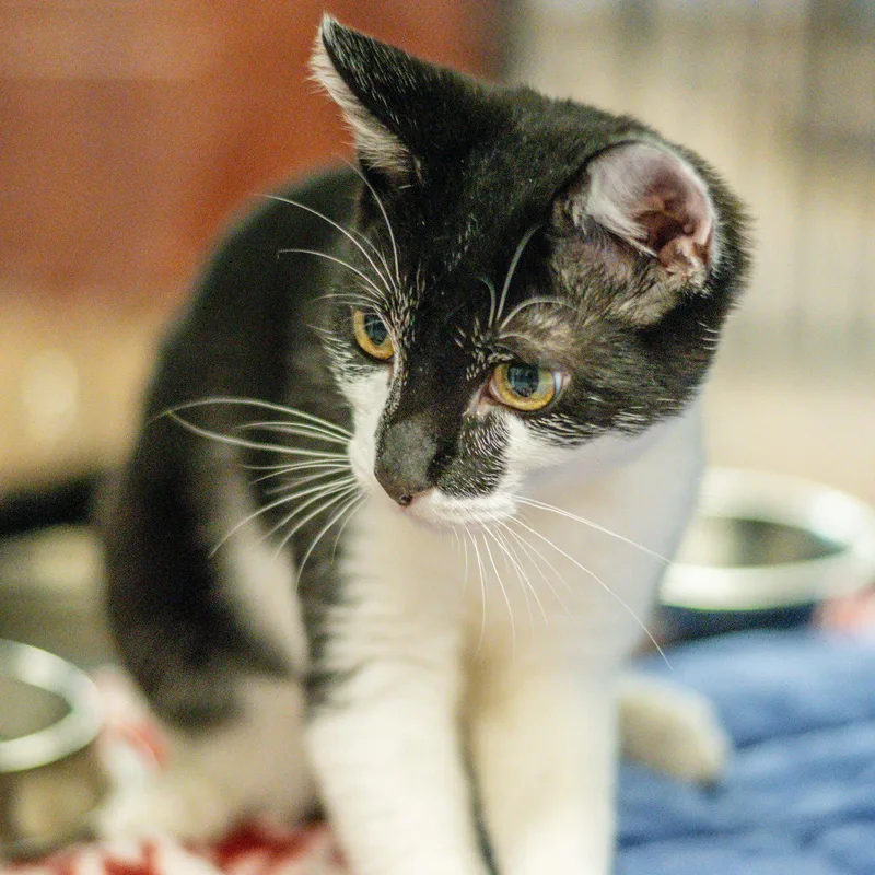 A young small-sized male Domestic Short Hair cat named Tango for adoption in Hilton Head Island, SC