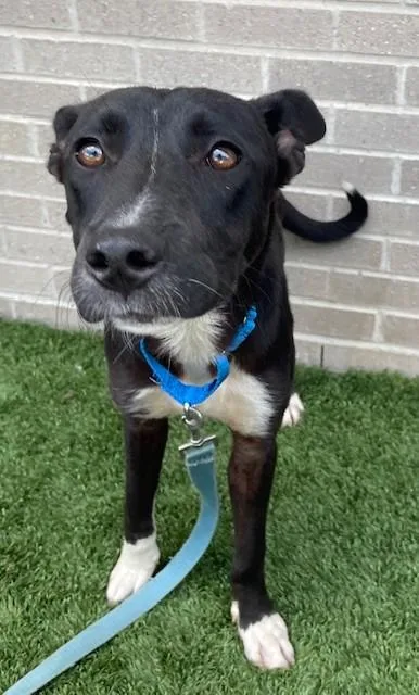 An adult medium-sized male Mixed Breed dog named Simon for adoption in Dallas, TX