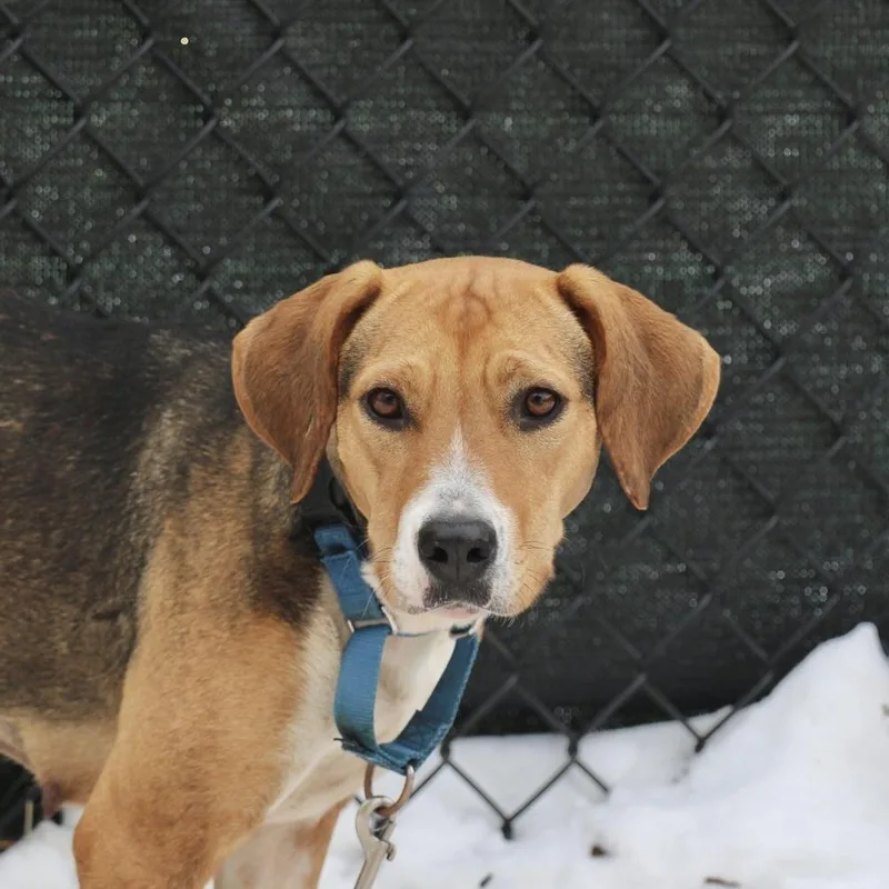 An adult medium-sized female Brown / Chocolate Hound dog named Clara for adoption in Briarcliff Manor, NY