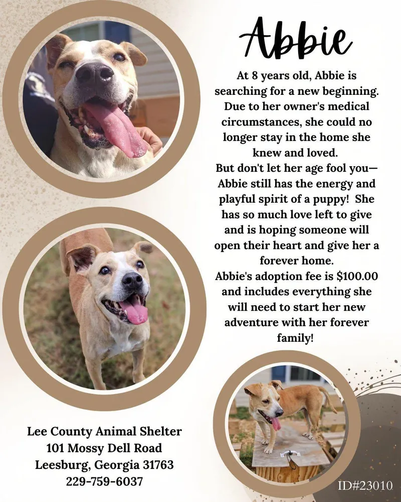 A senior medium-sized female Golden Mixed Breed dog named Abbie for adoption in Leesburg, GA