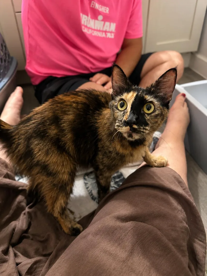 An adult large-sized female Domestic Medium Hair cat named Madame Tracy for adoption in Rio Linda, CA