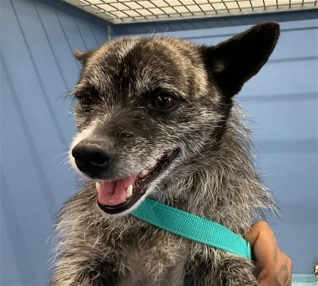 An adult medium-sized male Terrier dog named Dior for adoption in San Bernardino, CA