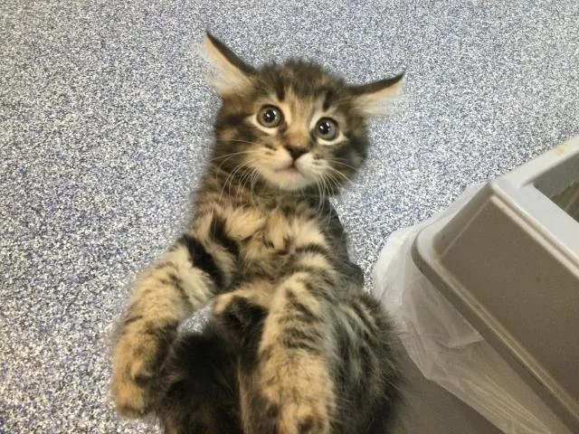 A baby small-sized female Domestic Medium Hair cat named Hidey for adoption in Thousand Palms, CA