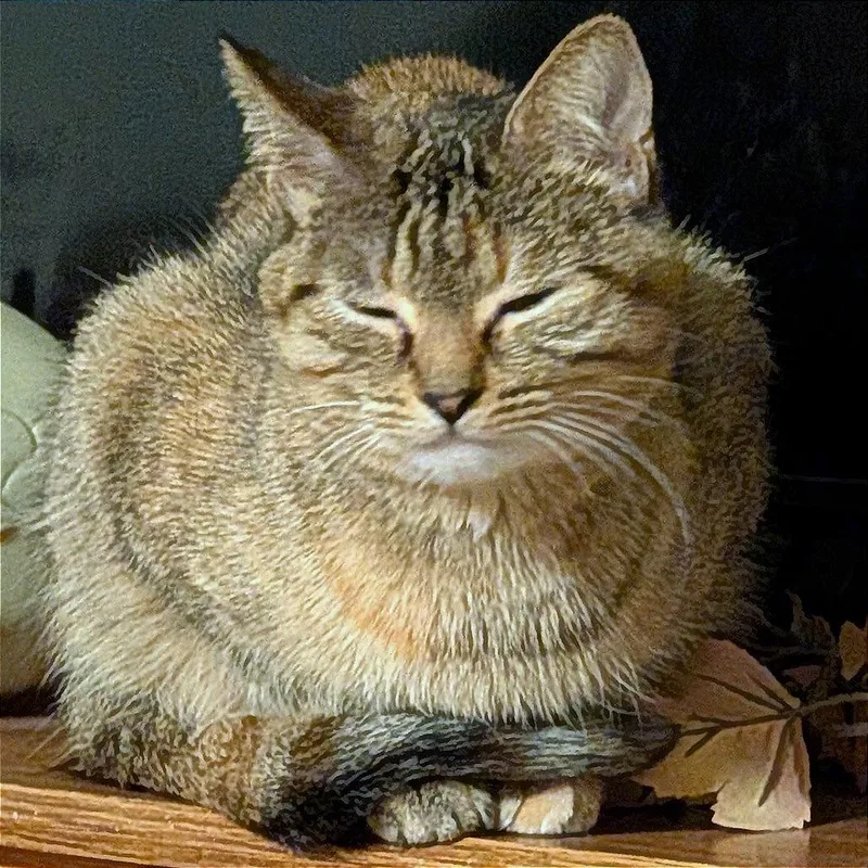 An adult medium-sized female Brown / Chocolate Domestic Short Hair cat named Stella for adoption in Rochester, MN