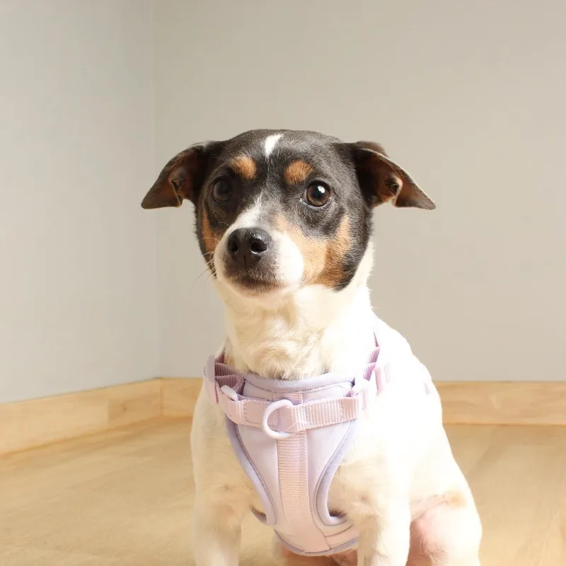 A senior small-sized female White / Cream Fox Terrier dog named Coco Chanel D for adoption in Minnetonka, MN