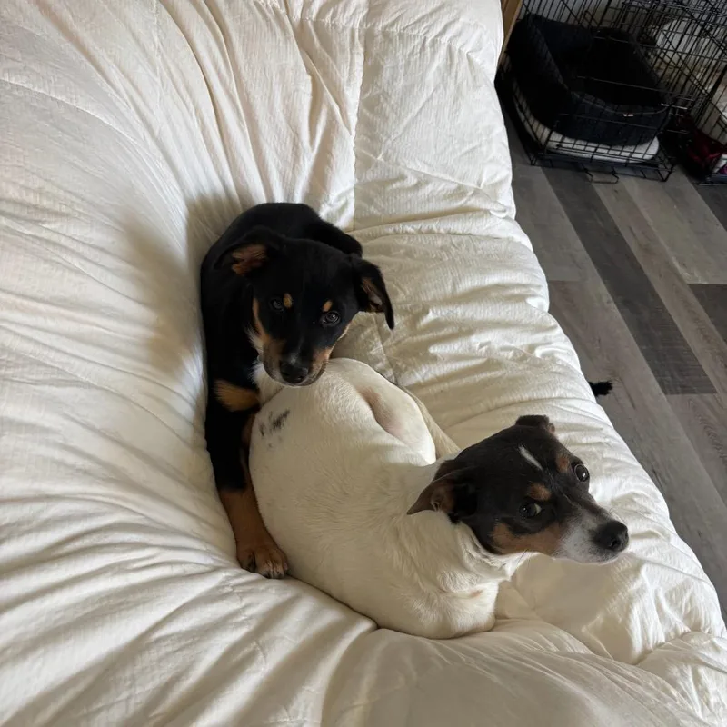 Coco Chanel D thumbnail 2