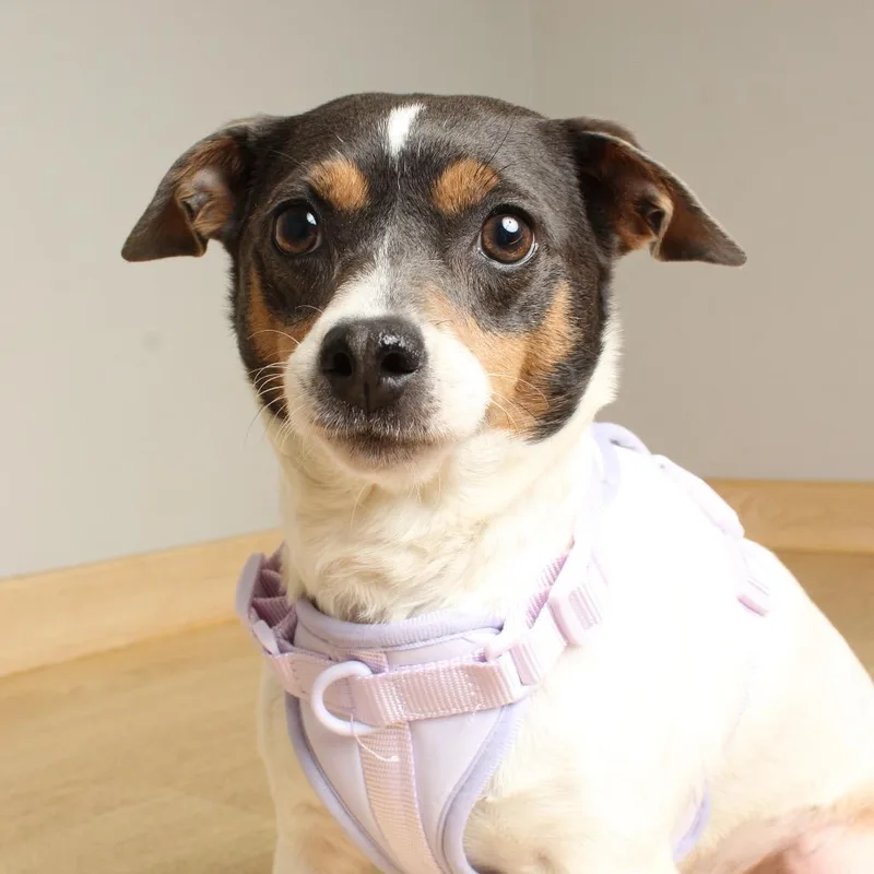 Coco Chanel D thumbnail 4