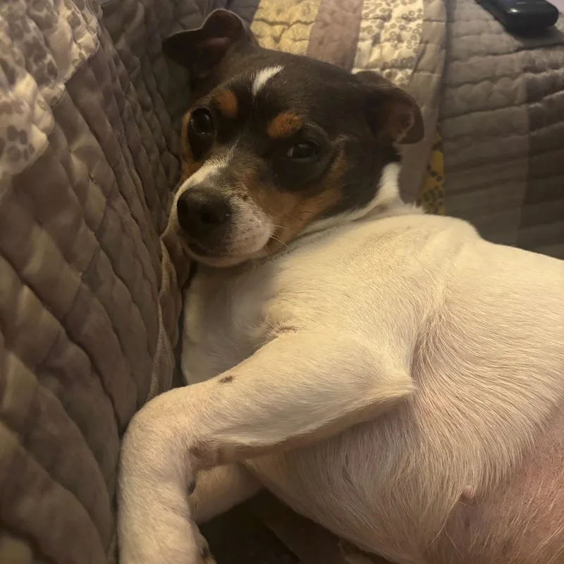 Coco Chanel D thumbnail 5