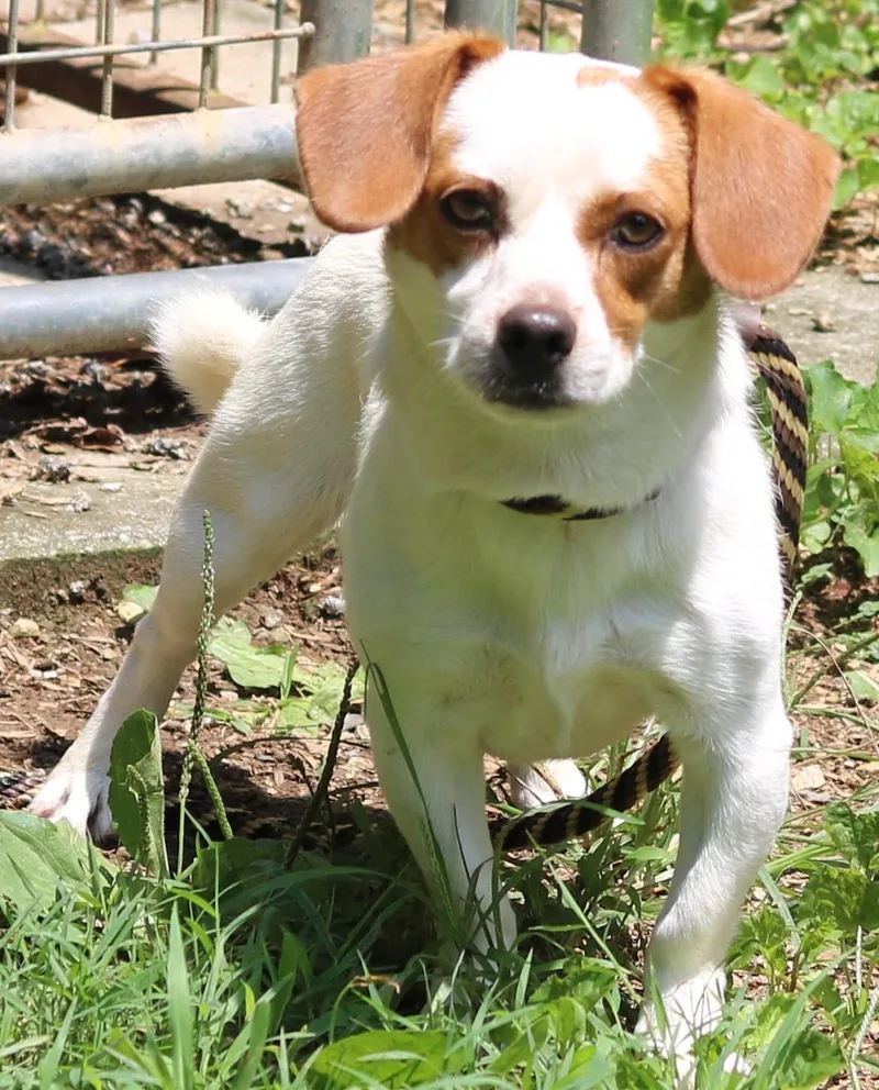 A young small-sized male Beagle dog named Kirby for adoption in Cedartown, GA